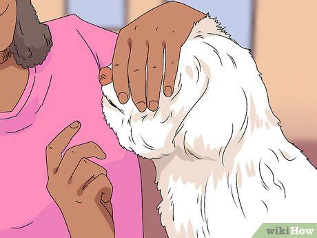 How To Groom Shih Tzus