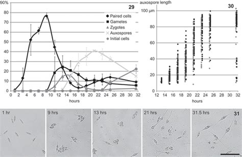 Full Article Heterothallic Sexual Reproduction In The Model Diatom Cylindrotheca