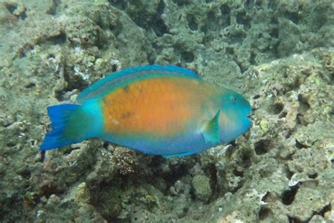 Bullethead Parrotfish Project Noah