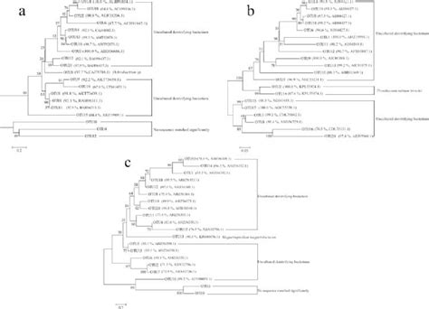 Ac Phylogenetic Trees Of The Top 20 Otus For Nirk 5a Nirs 5b