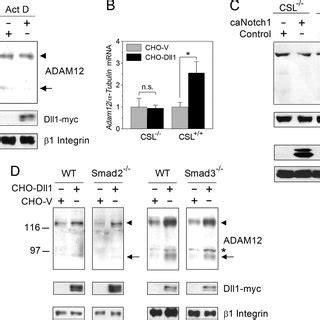 Proposed Mechanism Of ADAM12 Up Regulation By Notch Notch Activates