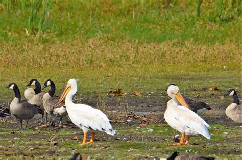 Pelican American White Pelican Minnesota Sherburne Coun Flickr