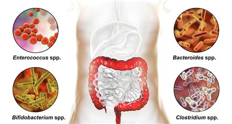 Bacteria In Human Large Intestine Photograph By Kateryna Konscience Photo Library Pixels