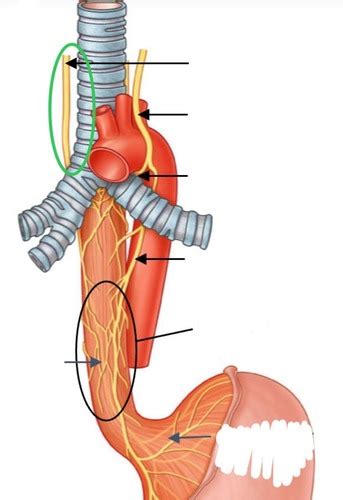 Oesophagus Flashcards Quizlet