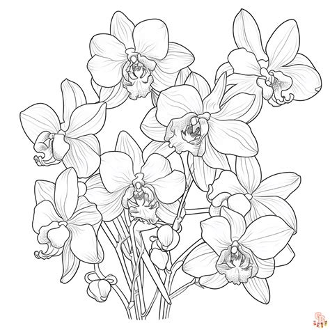 Free Printable Orchid Coloring Pages Coloring Pages