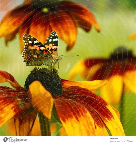 Zwei Schmetterlinge Ein Lizenzfreies Stock Foto Von Photocase