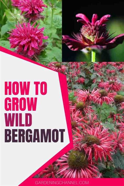 How To Grow Wild Bergamot Gardening Channel