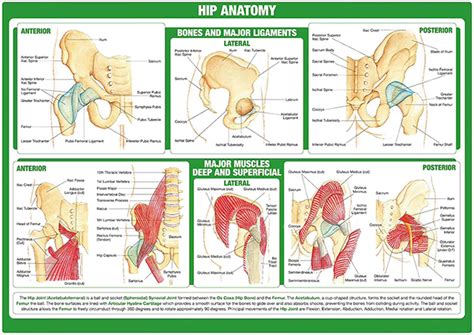 Hip Anatomy Chart