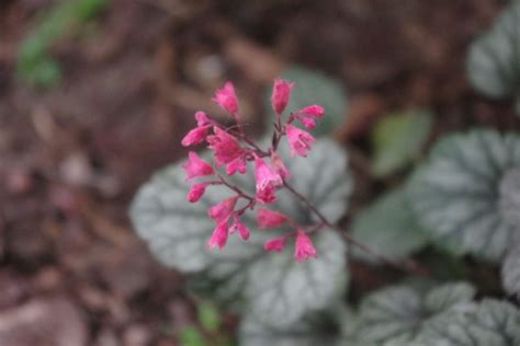 15 Heuchera Varieties That Can Transform Your Shaded Garden