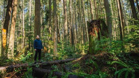 The Science Of Forest Therapy Ubc Magazine