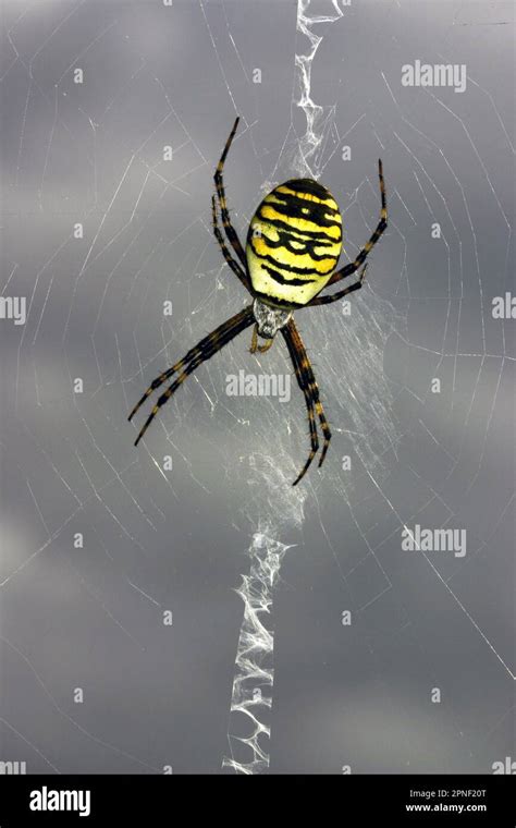 Black And Yellow Argiope Black And Yellow Garden Spider Argiope