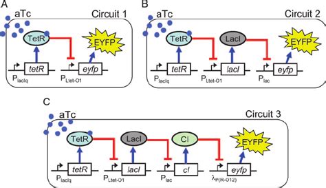 The Network Design Of Three Synthetic Transcriptional Cascades In All