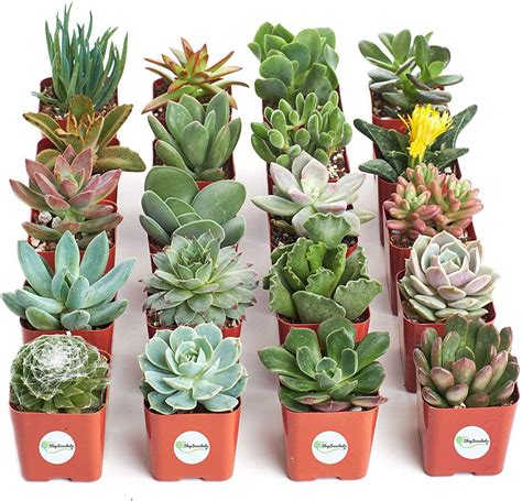 Save 25% on Live Succulents and House Plants