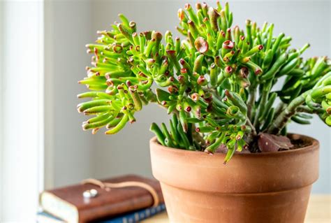 How To Grow And Care For Gollum Jade