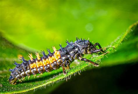 Ladybird Nymph By Chavender Ephotozine