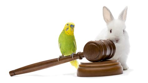 What Is Animal Law Chambers Student Guide