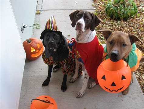 Funny Dog Halloween Wallpapers - Top Free Funny Dog Halloween ...