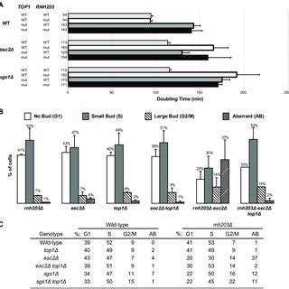 Topoisomerase Defects Can Suppress The Slow Growth Phenotype And