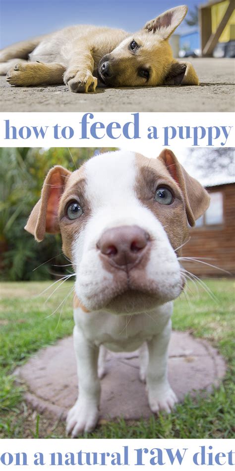 How To Feed Your Puppy On Natural Raw Food