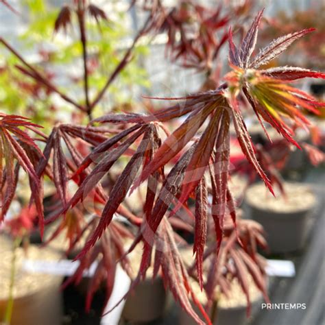 Acer Palmatum Atrolineare Rable Du Japon Palmatia Plantes