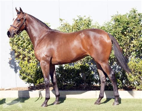 polish train thoroughbred horse profile  race form stats news