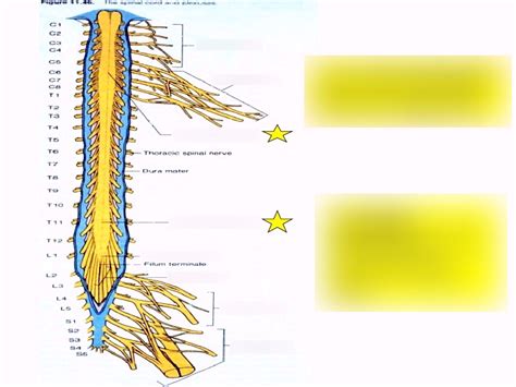 Spinal Cord And Plexuses Diagram Quizlet