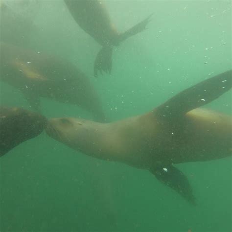 Swimming With Sea Lions In Lima