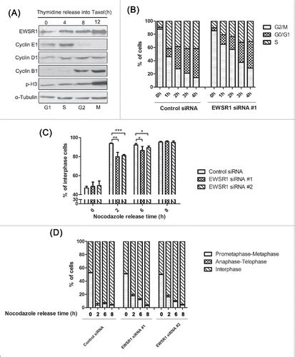 Full Article Ewsr1 Regulates Mitosis By Dynamically Influencing