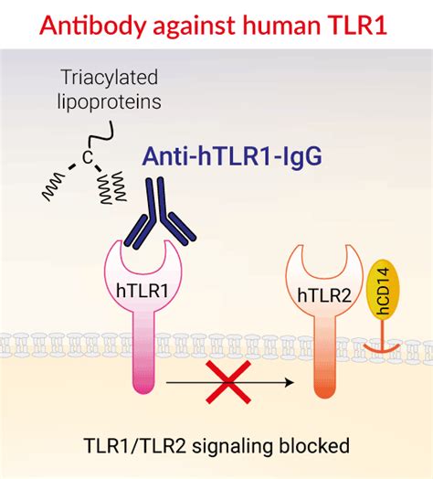 Anti TLR1 Neutralizing Antibody H2G2 InvivoGen