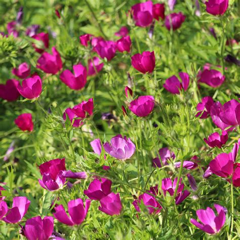 Purple Poppy Mallow Groundwork Illinois