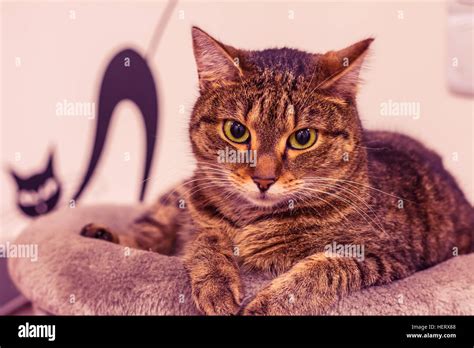 Cat On The Top Of The Scratcher Beautiful Domestic Cat Lying And