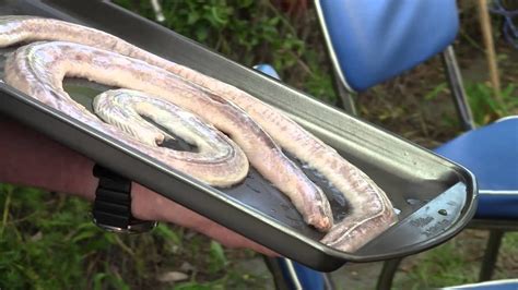 Traditional How To Grill Prairie Rattle Snake A Bbq Dragon Tutorial