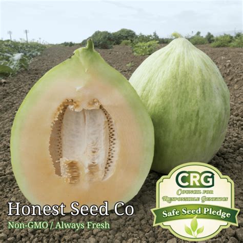 Crimson Sweet Watermelon Seeds Honest Seed Co