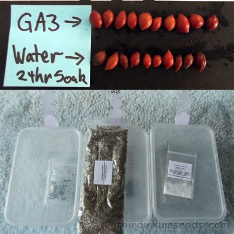 GA3 Gibberellic Acid 3 Gibberella Fukikuroi Dormancy Germination