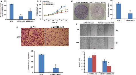 Knockdown Of Lncrna‐zeb2‐as1 Suppressed The Proliferation And Invasion