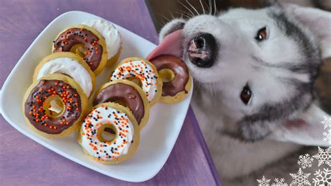 We Made Apple Cider Donuts For Dogs Diy Dog Treats Youtube