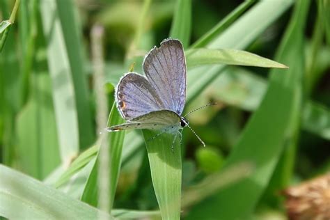 Eastern Tailed Blue Spavinaw Creek Delaware County Oklah Mark