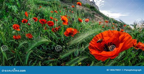 Campo De Flores De Adormidera Rojas Brillantes Rhoeas De Papaver En