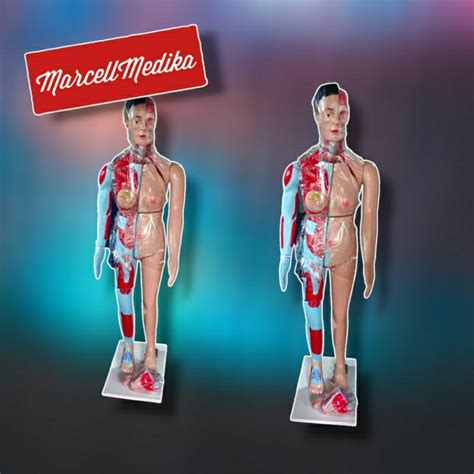 Jual Phantom Manekin Torso Full Body Multifungsi Model Organ Tubuh