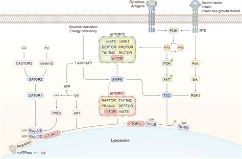 Frontiers Advances In The Regulatory Mechanisms Of MTOR In Necroptosis