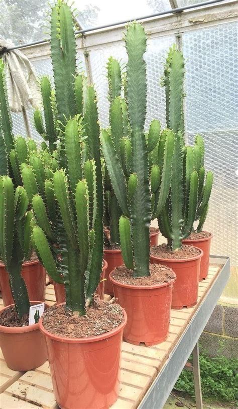 Euphorbia Acruensis Cactus Xxxl Size 110cm Tall Cactus Plants Plants Cactus House Plants