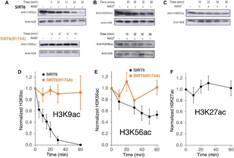 H K Ac Nucleosome Deacetylation Activity Of Wild Type Sirt And