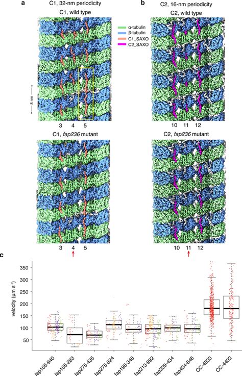 Ciliary Central Apparatus Structure Reveals Mechanisms Of Microtubule