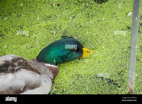 Mallard Duck Feeding in Pond Stock Photo - Alamy