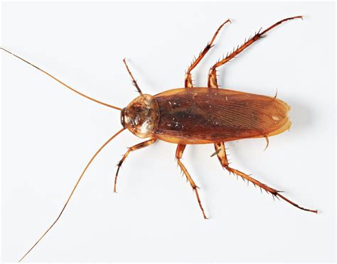 Cockroach Species | Auckland | Dan's Property Services Ltd