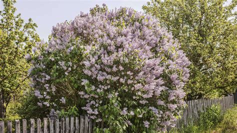 Gartenpflege Im Herbst So Schneiden Sie Flieder Richtig