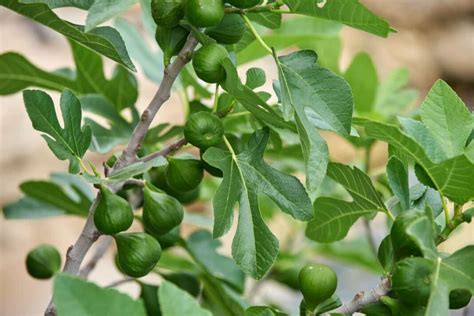 High Density Fig Plantation Spacing Plants Per Acre Techniques Cost And Yield