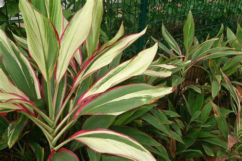 Cordyline Plant Care & Growing Guide | Plantly