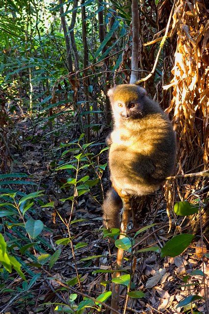 Madagascar East Eastern Lesser Bamboo Lemur Hapalemur Griseus