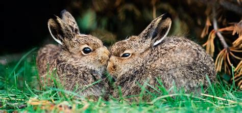 Conejo Características Tipos Qué Comen Dónde Viven